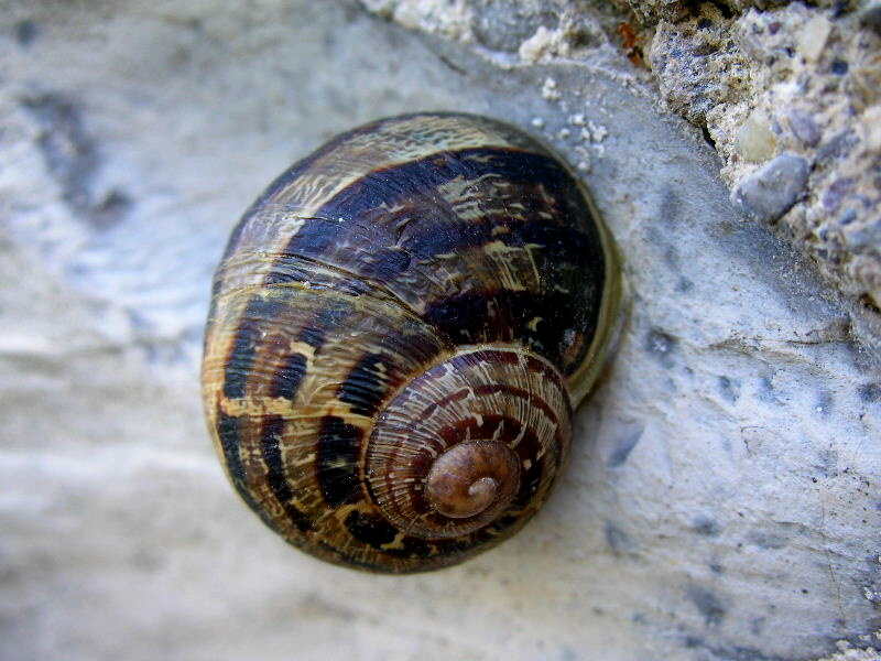 Cornu aspersum (Linnaeus,1758)